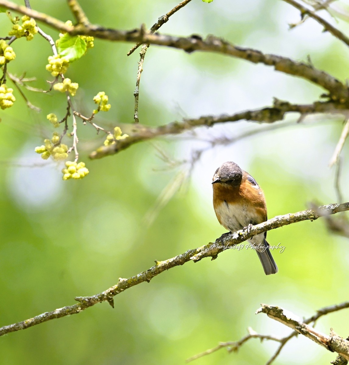 Eastern Bluebird - ML637224071