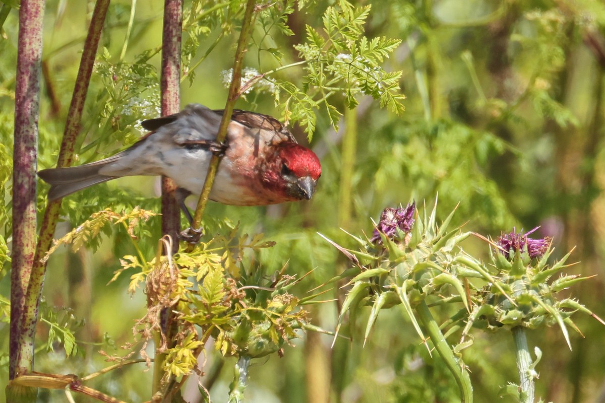 Purple Finch (Western) - ML637224090