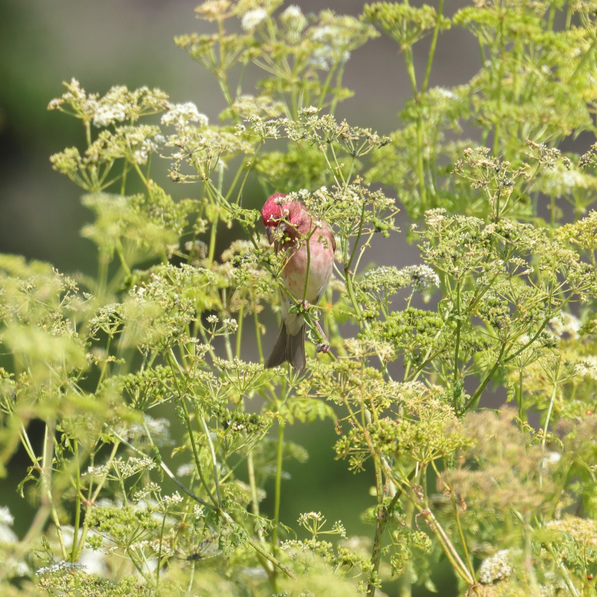 Purple Finch (Western) - ML637224097