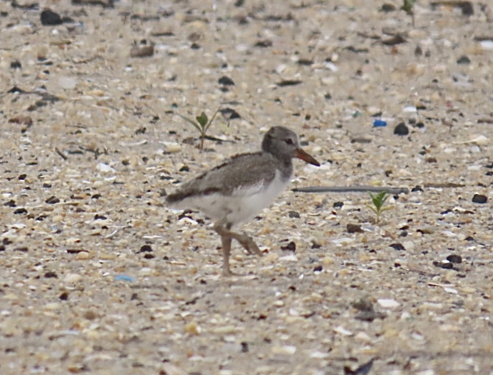 American Oystercatcher - ML637224105