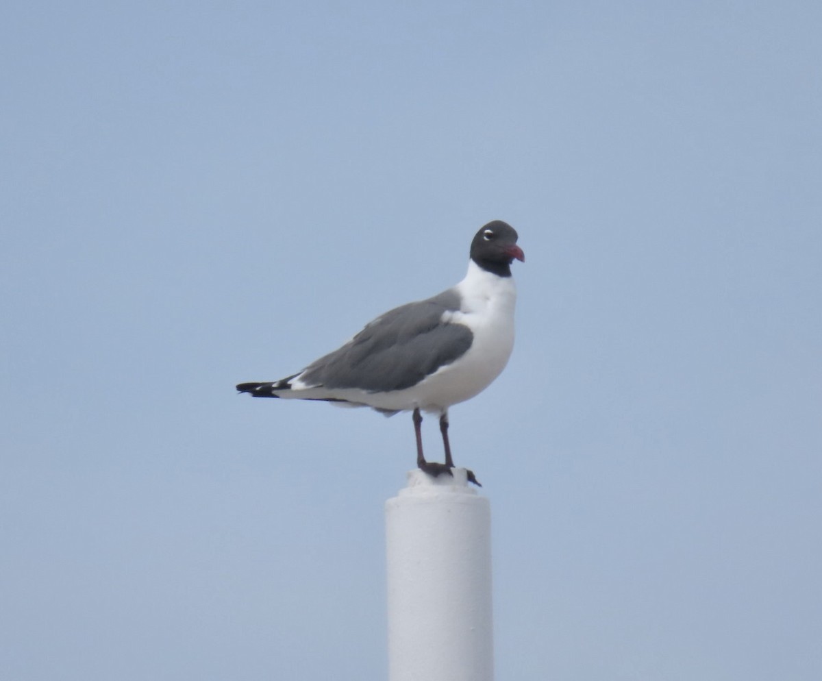 Laughing Gull - ML637224116