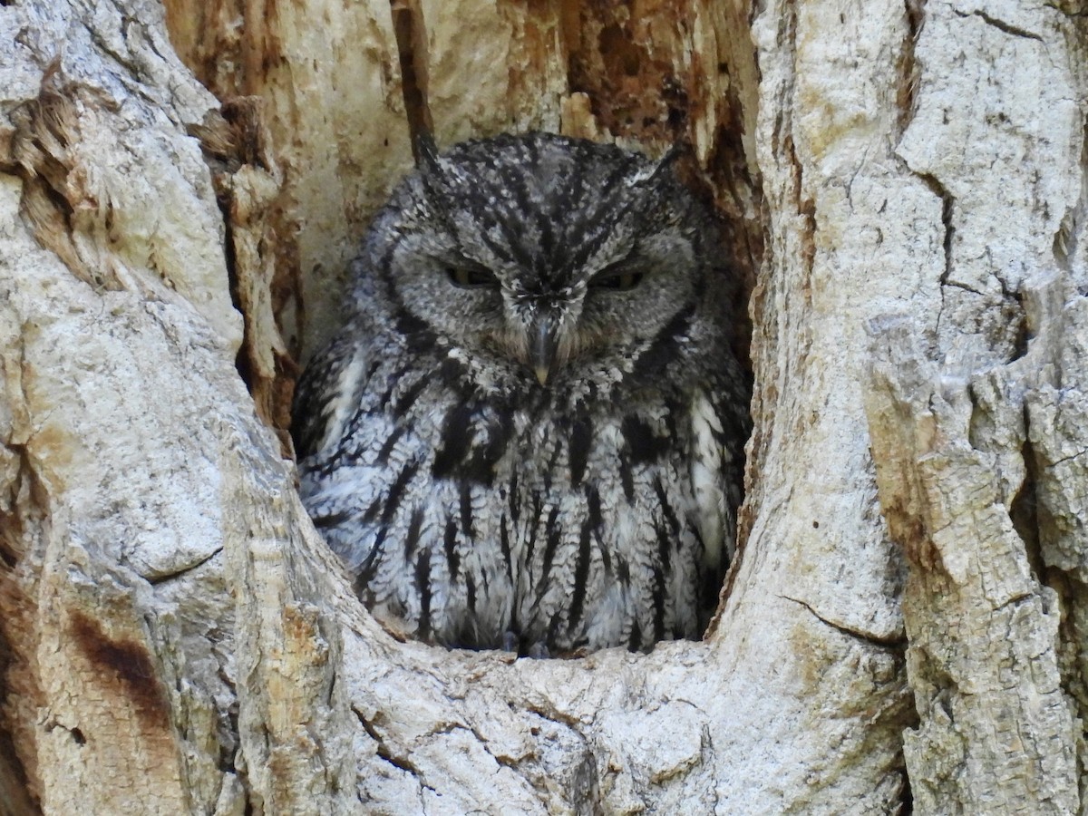 Western Screech-Owl - ML637224254