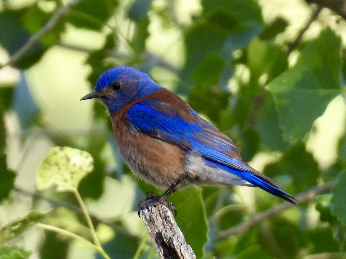 Western Bluebird - ML637224283