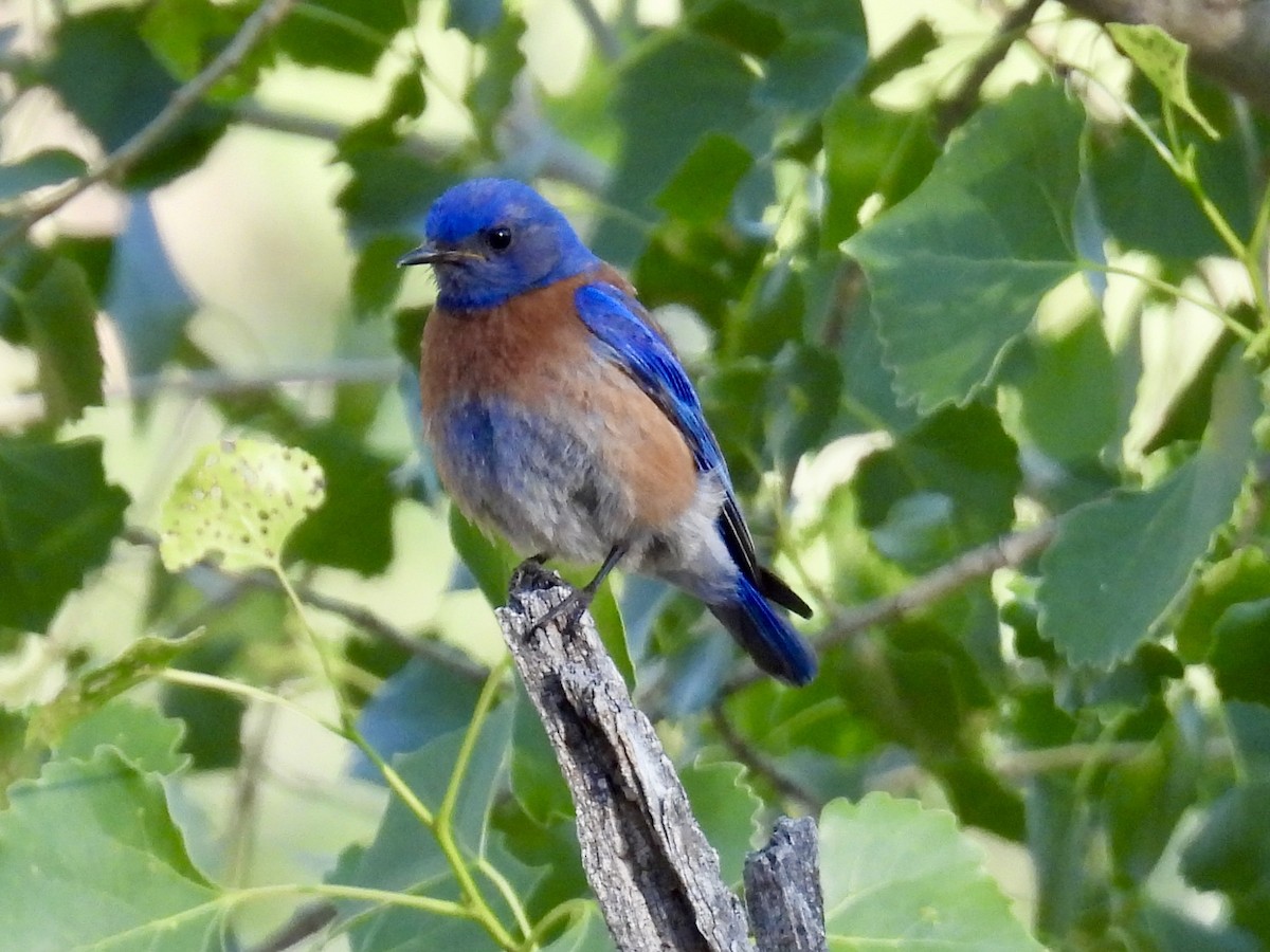 Western Bluebird - ML637224284