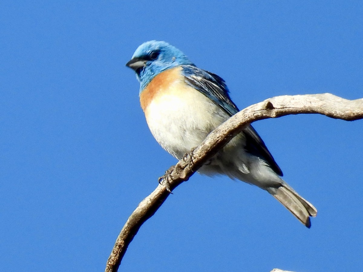 Lazuli Bunting - ML637224312