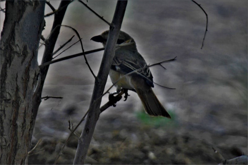 Isabelline Shrike - ML637224384