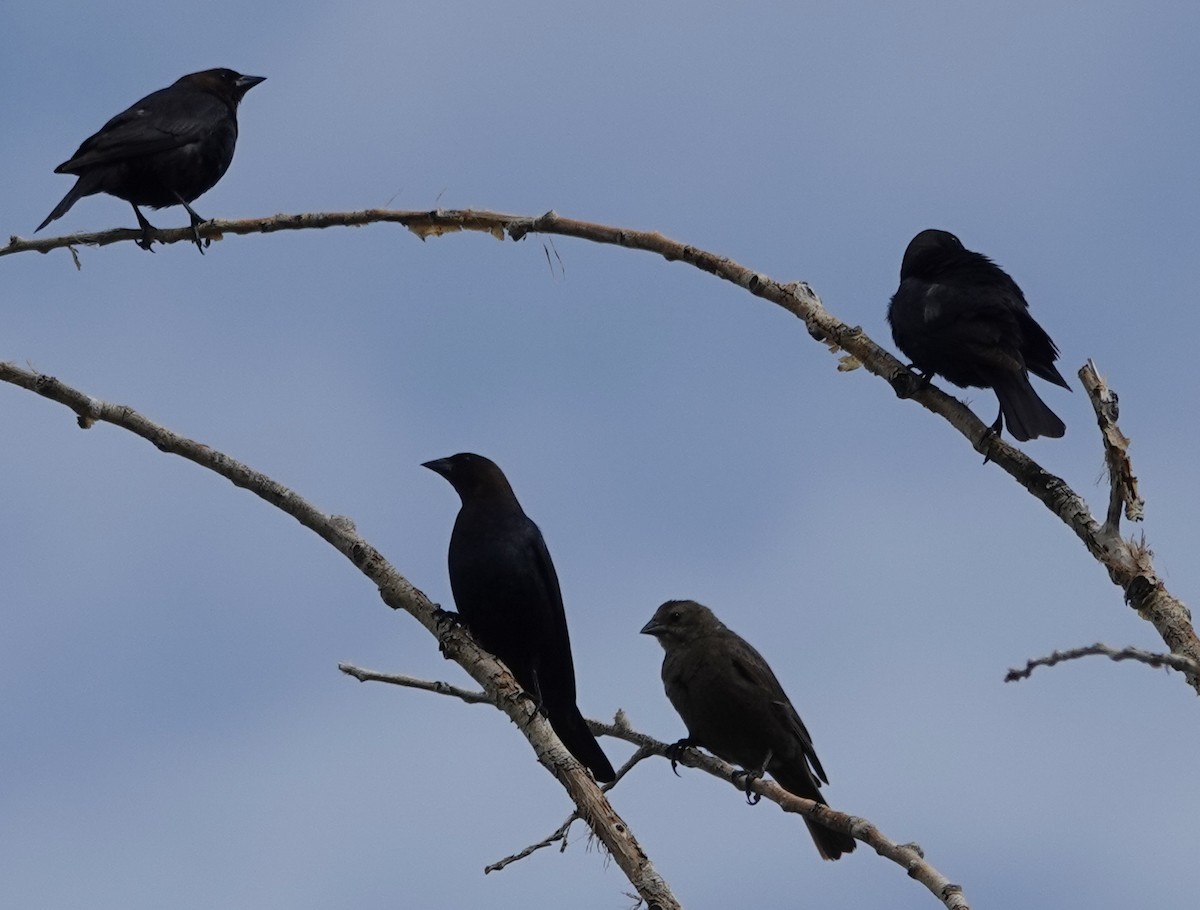 Brown-headed Cowbird - ML637224481