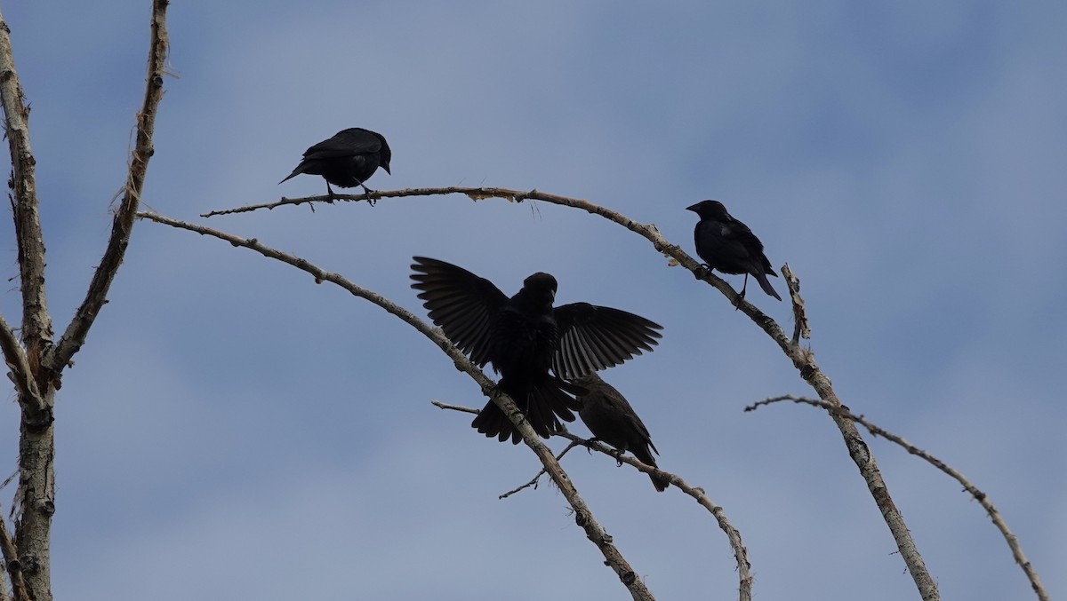 Brown-headed Cowbird - ML637224482