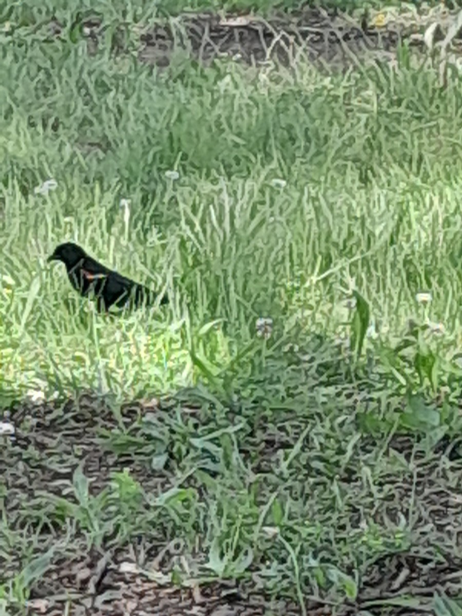 Red-winged Blackbird - ML637224503