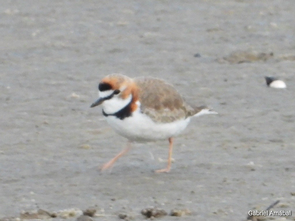Collared Plover - ML637224590
