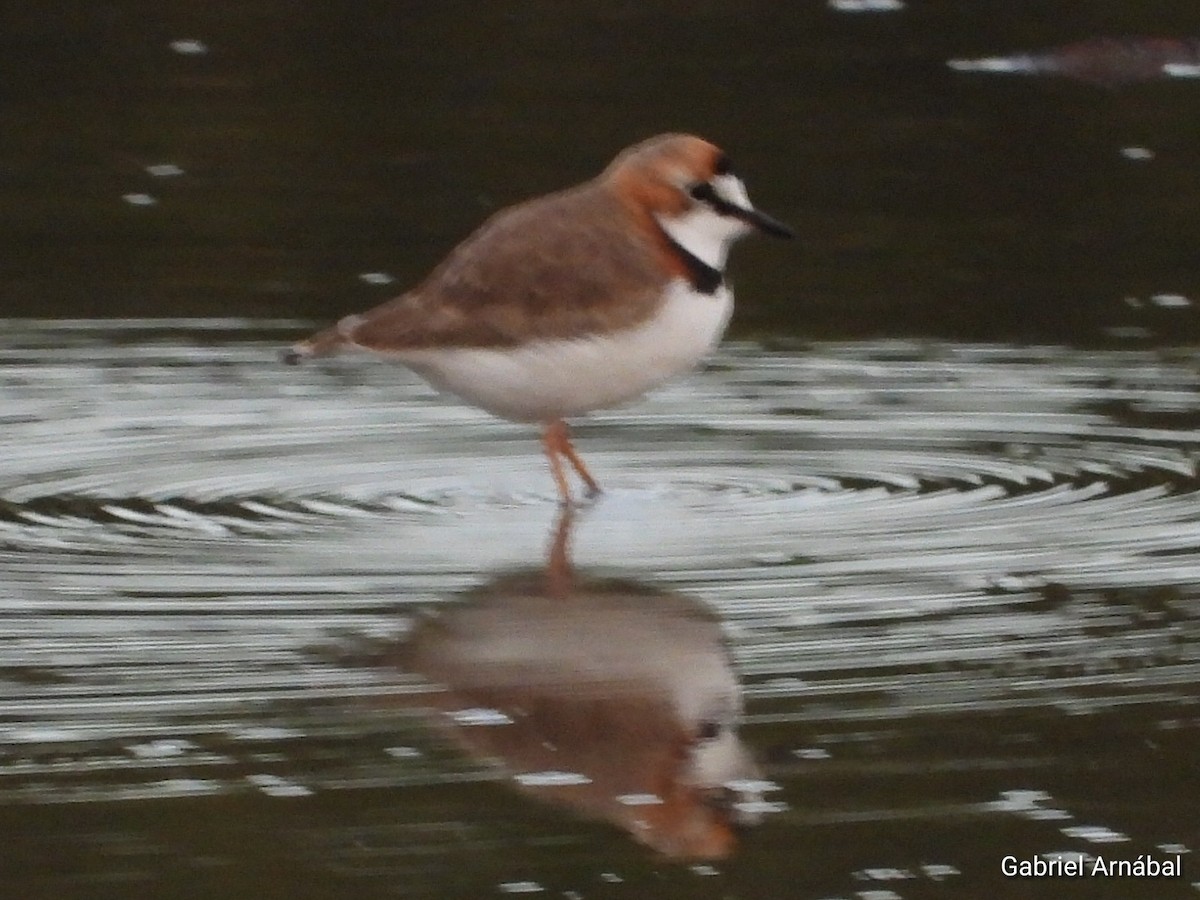 Collared Plover - ML637224591