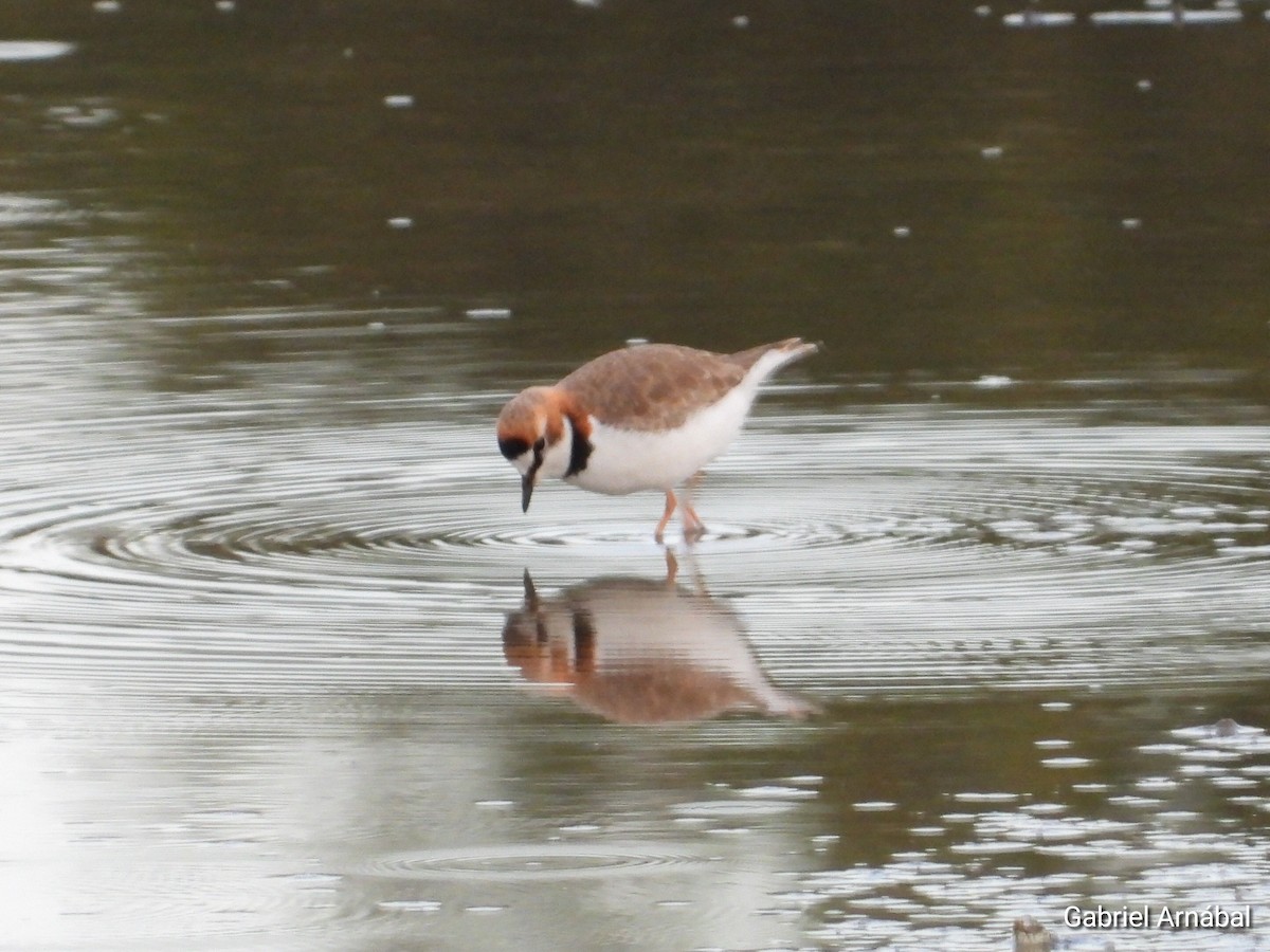 Collared Plover - ML637224592