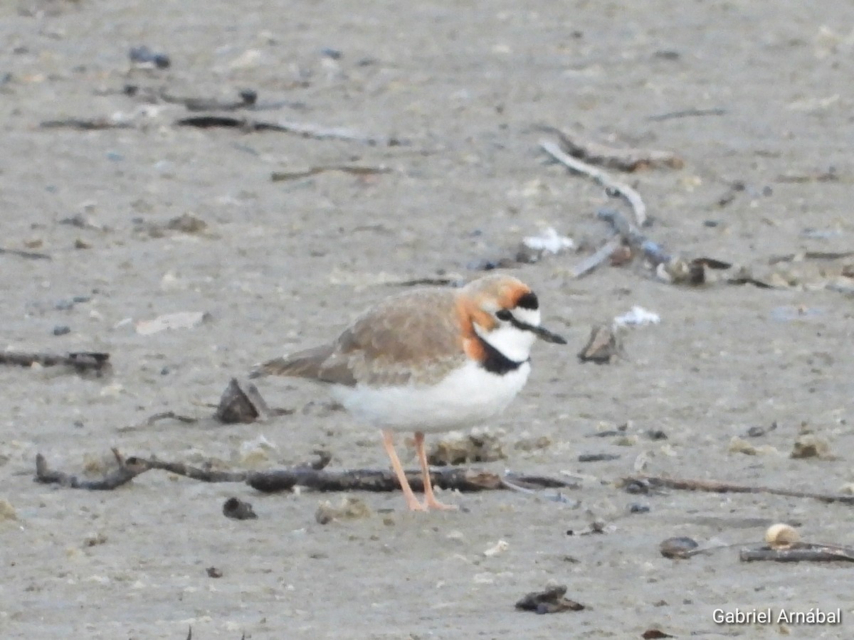 Collared Plover - ML637224593