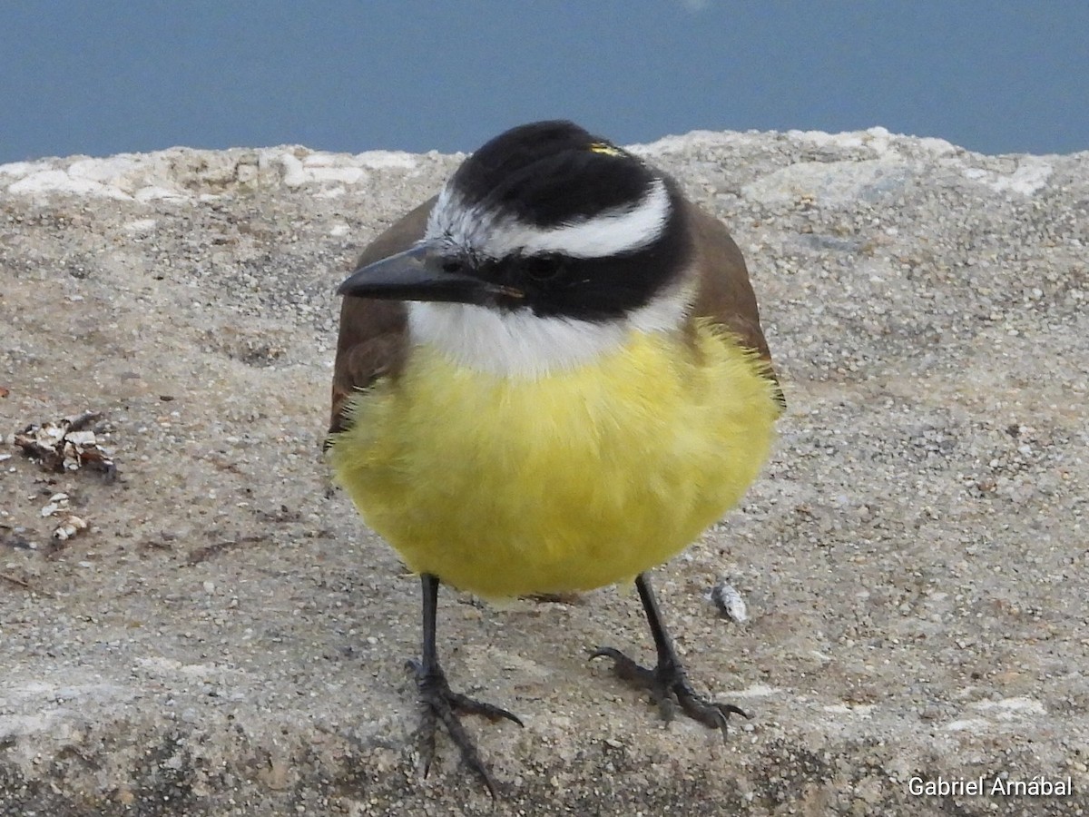 Great Kiskadee - ML637224618