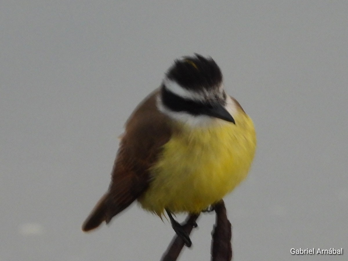 Great Kiskadee - ML637224619