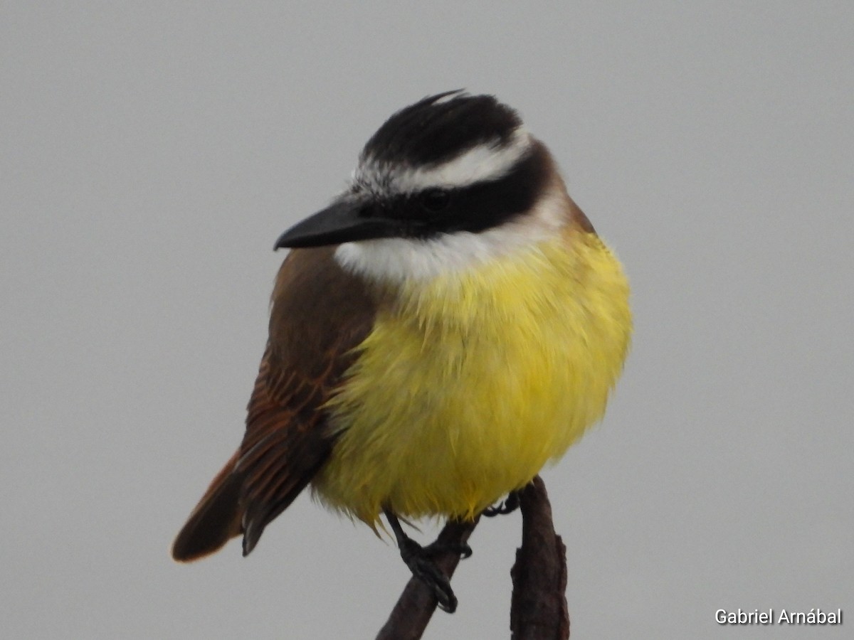 Great Kiskadee - ML637224620