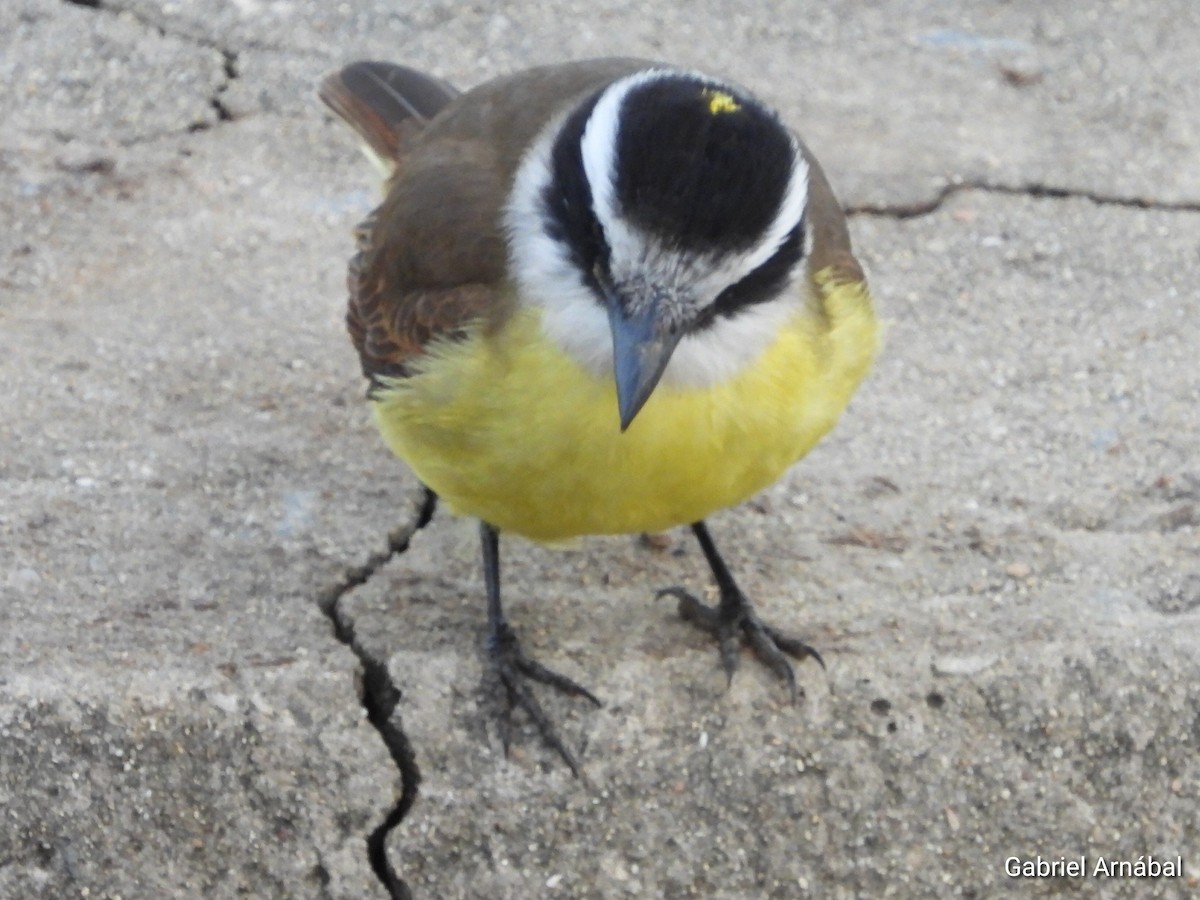 Great Kiskadee - ML637224621