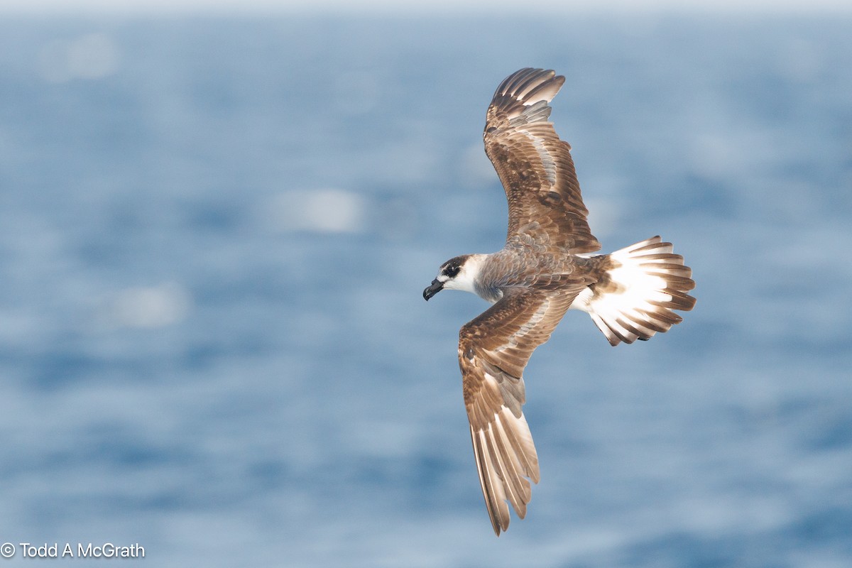 סערון שחור-כיפה - ML637224635