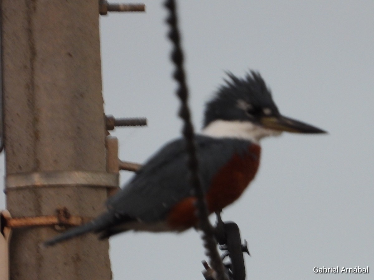 Ringed Kingfisher - ML637224675
