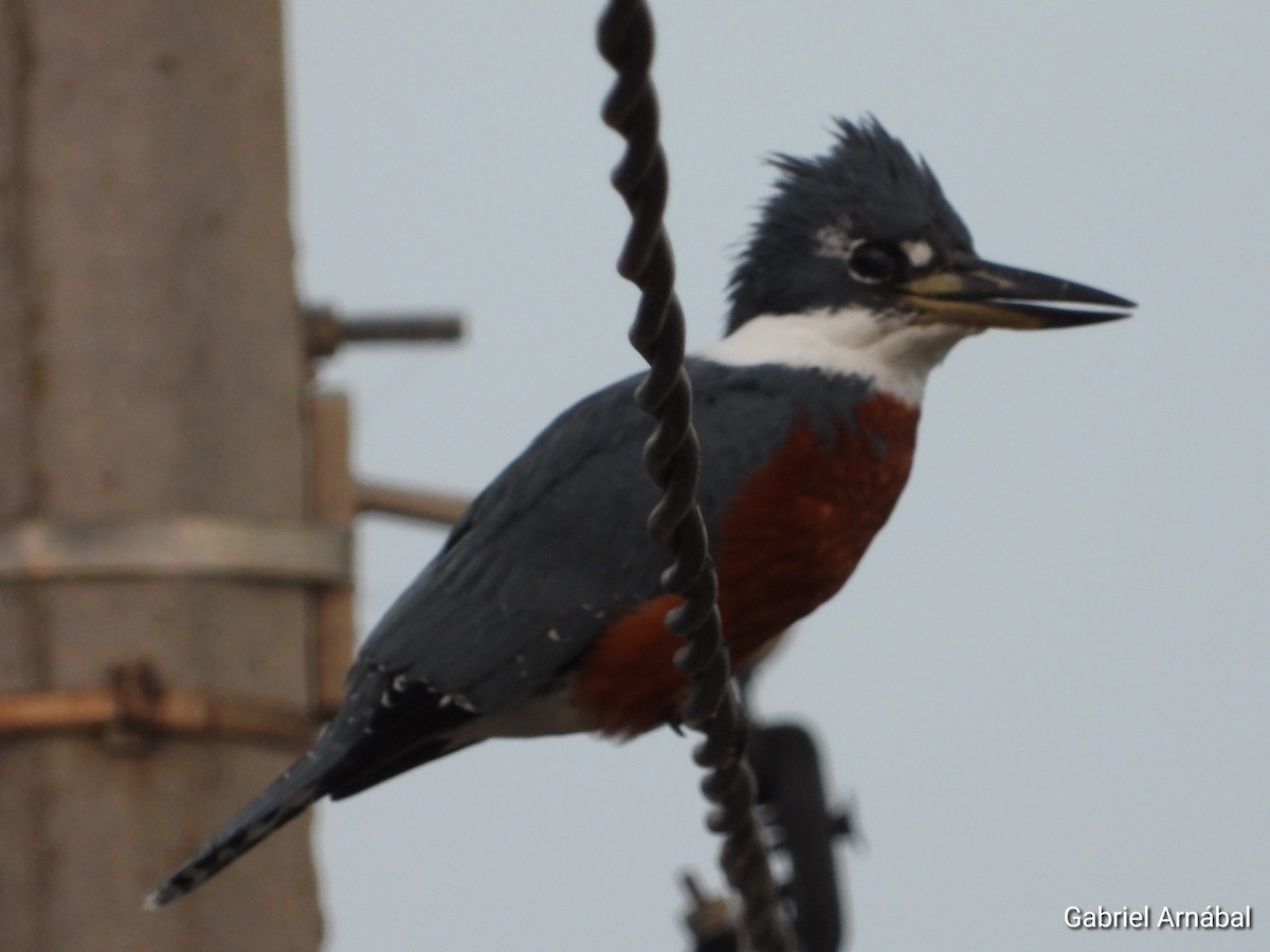 Ringed Kingfisher - ML637224677