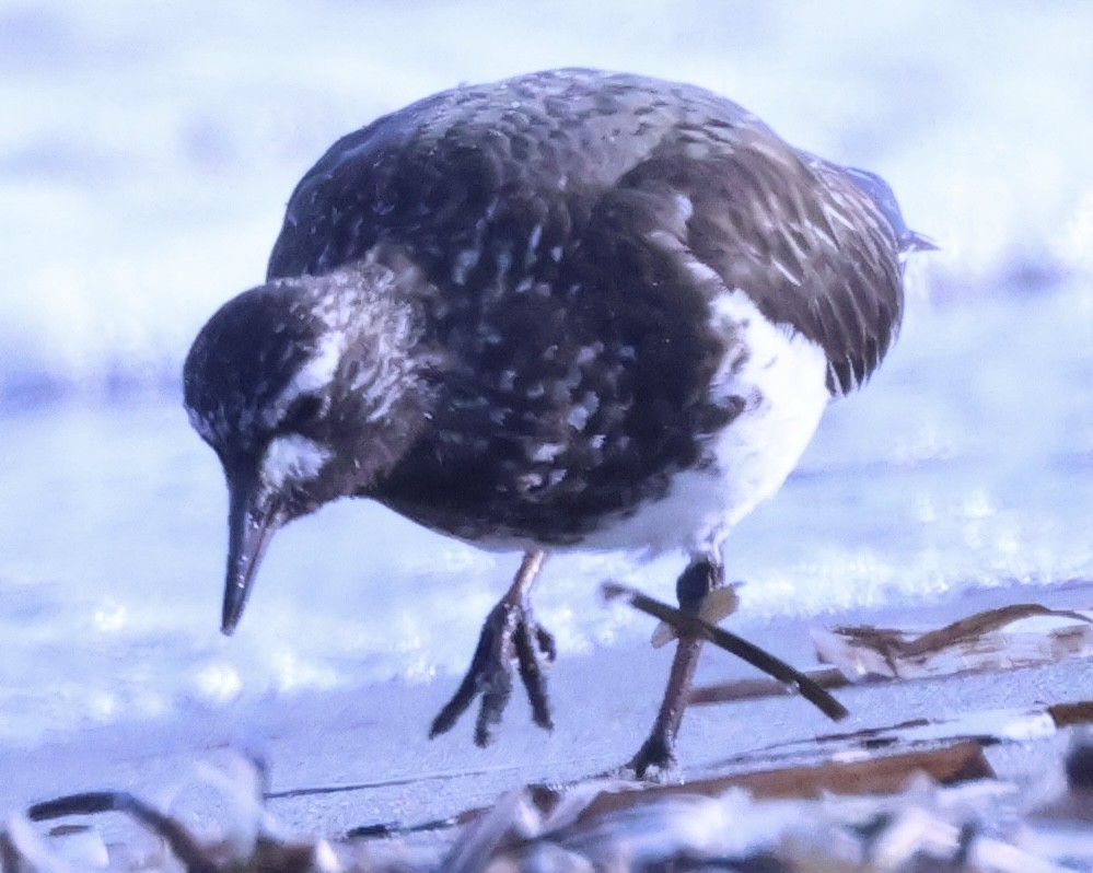 Black Turnstone - ML637224732