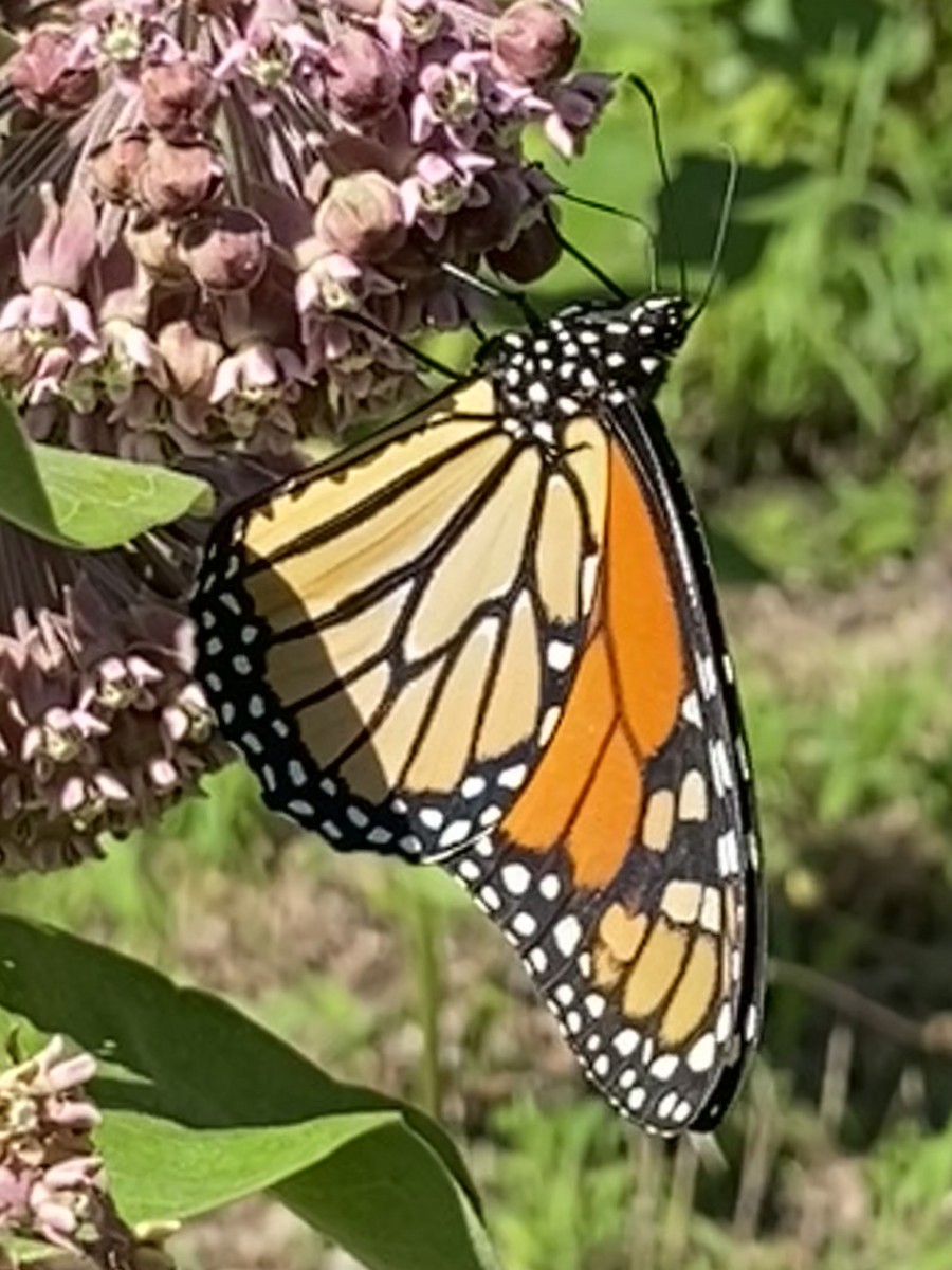 Monarch - ML637224789