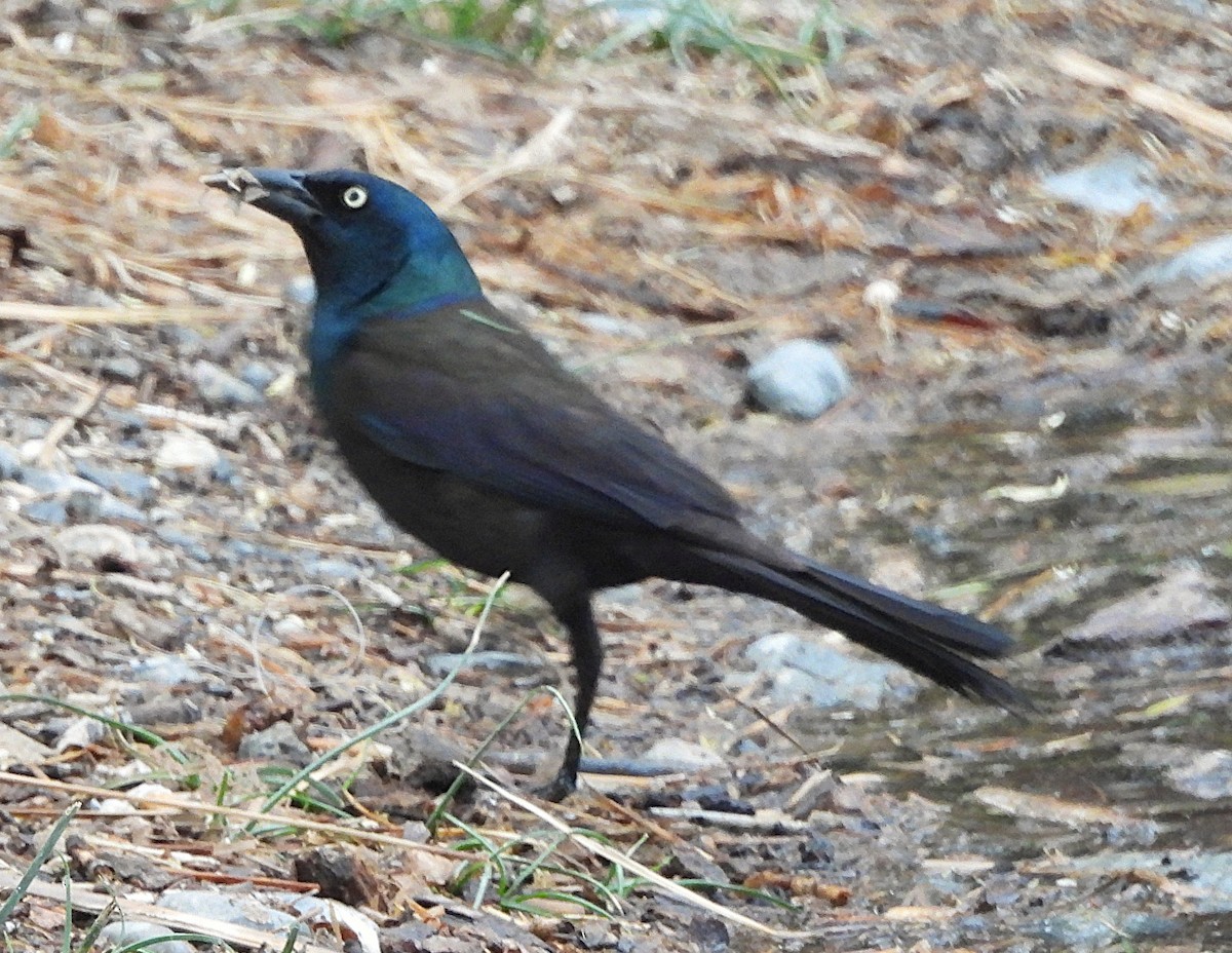 Common Grackle - ML637224842