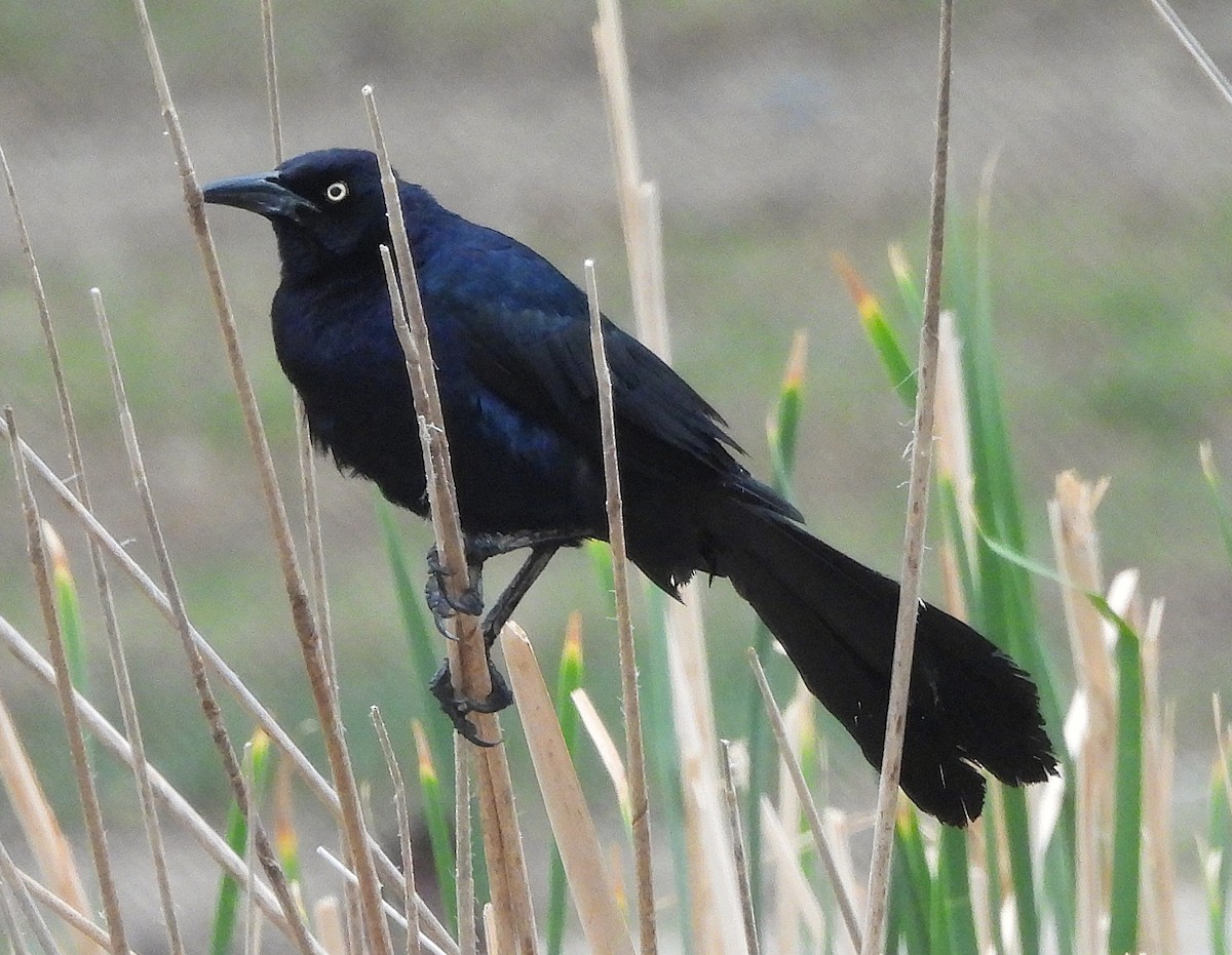 Great-tailed Grackle - ML637224845