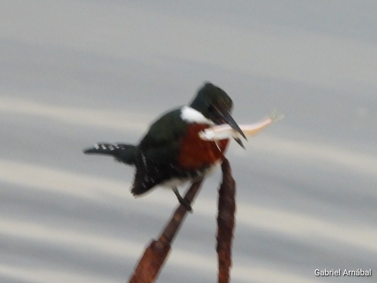 Green Kingfisher - ML637224871