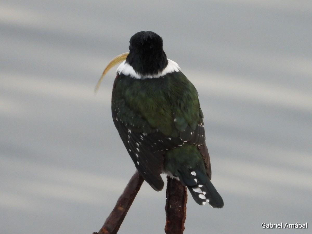 Green Kingfisher - ML637224872