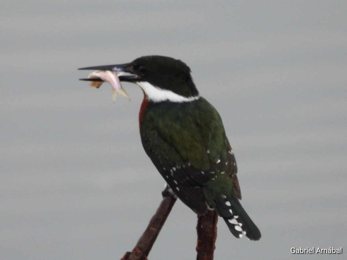 Green Kingfisher - ML637224873
