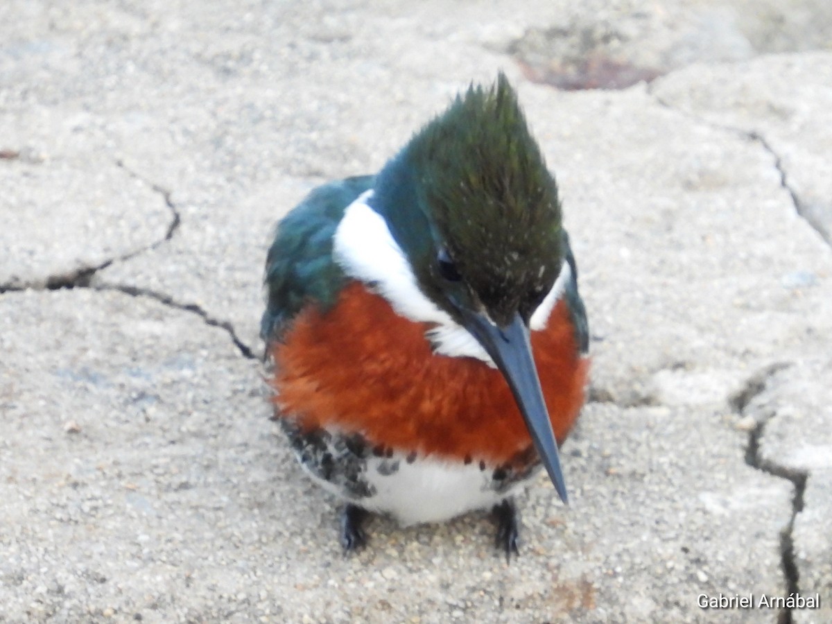 Green Kingfisher - ML637224874
