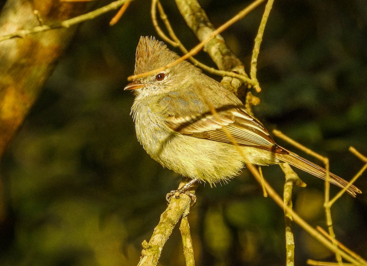 Plain-crested Elaenia - ML637224909