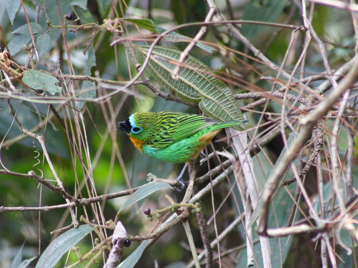 Brassy-breasted Tanager - ML637224934