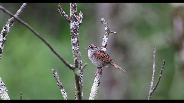 Swamp Sparrow - ML637224971