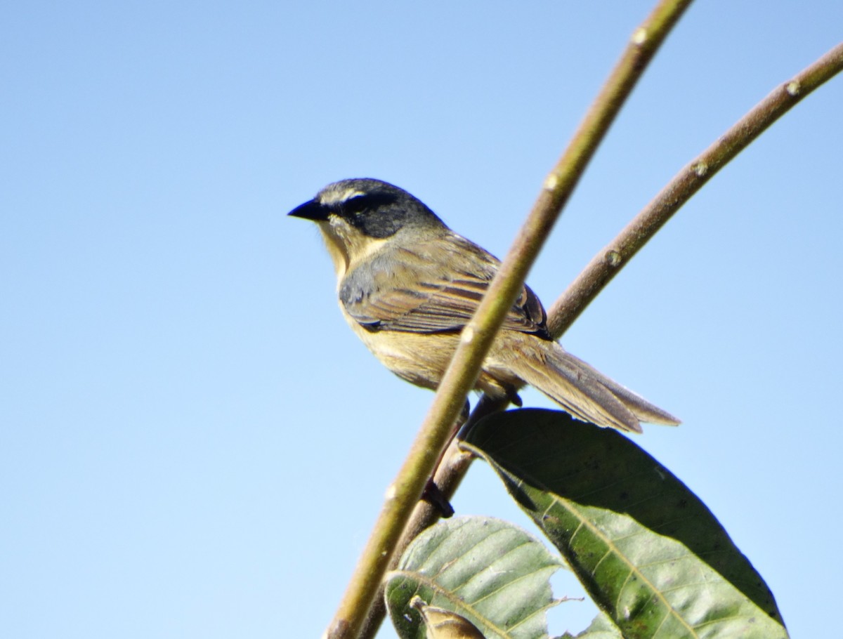 Long-tailed Reed Finch - ML637224997
