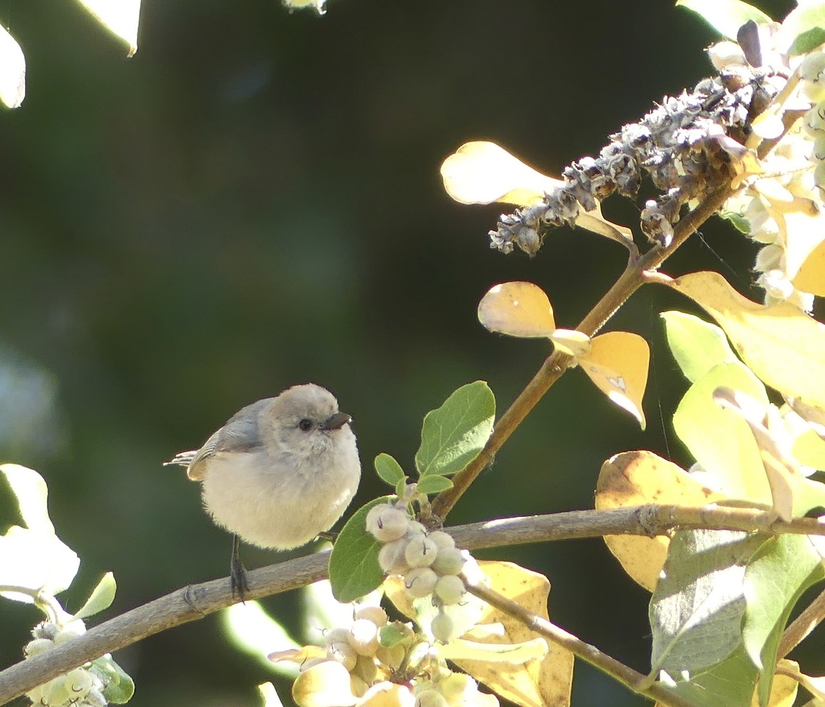 Bushtit - ML637225008