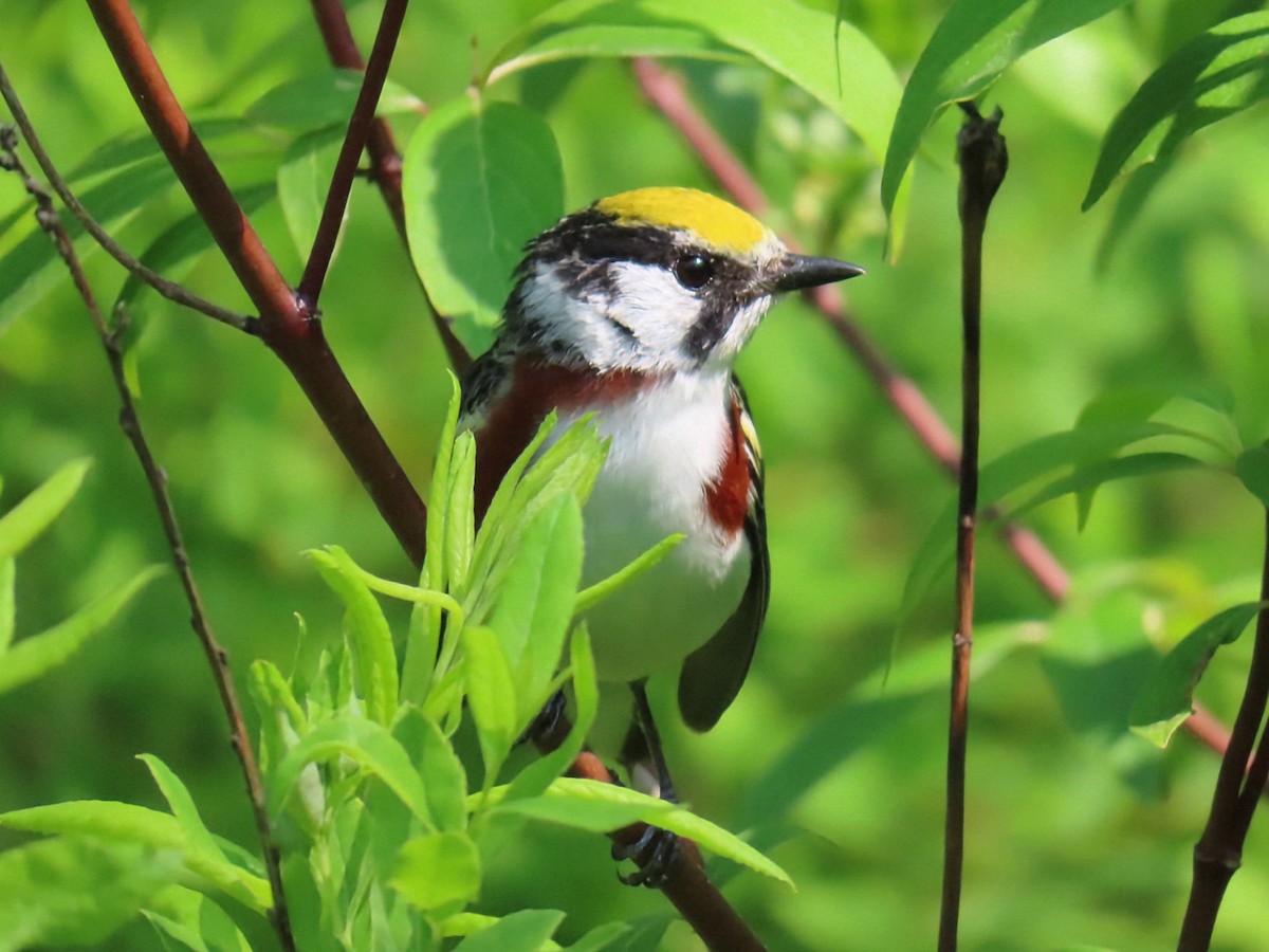 Chestnut-sided Warbler - ML637225112