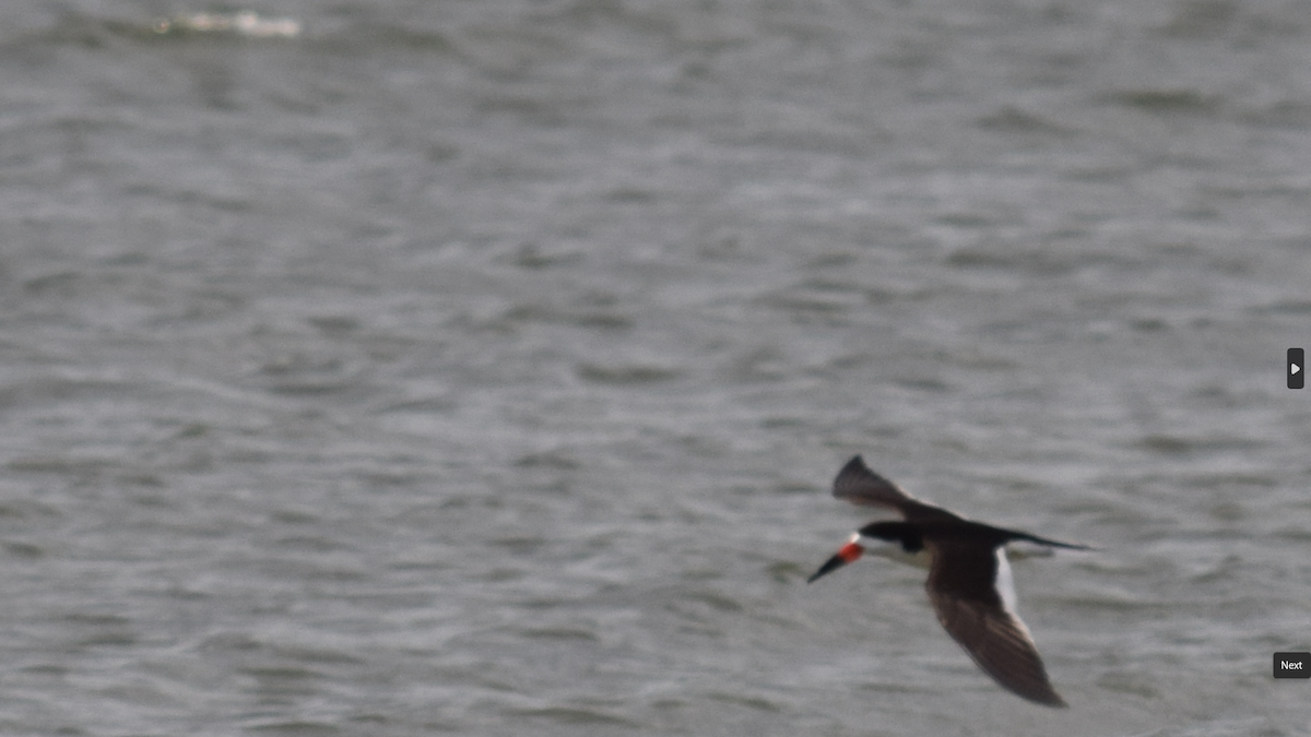 Black Skimmer - ML637225131