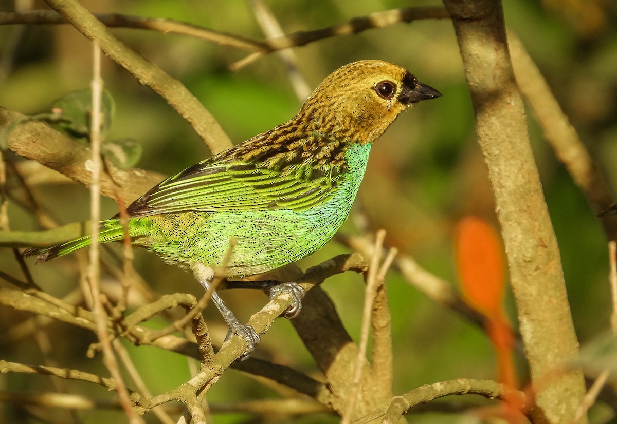 Gilt-edged Tanager - ML637225205
