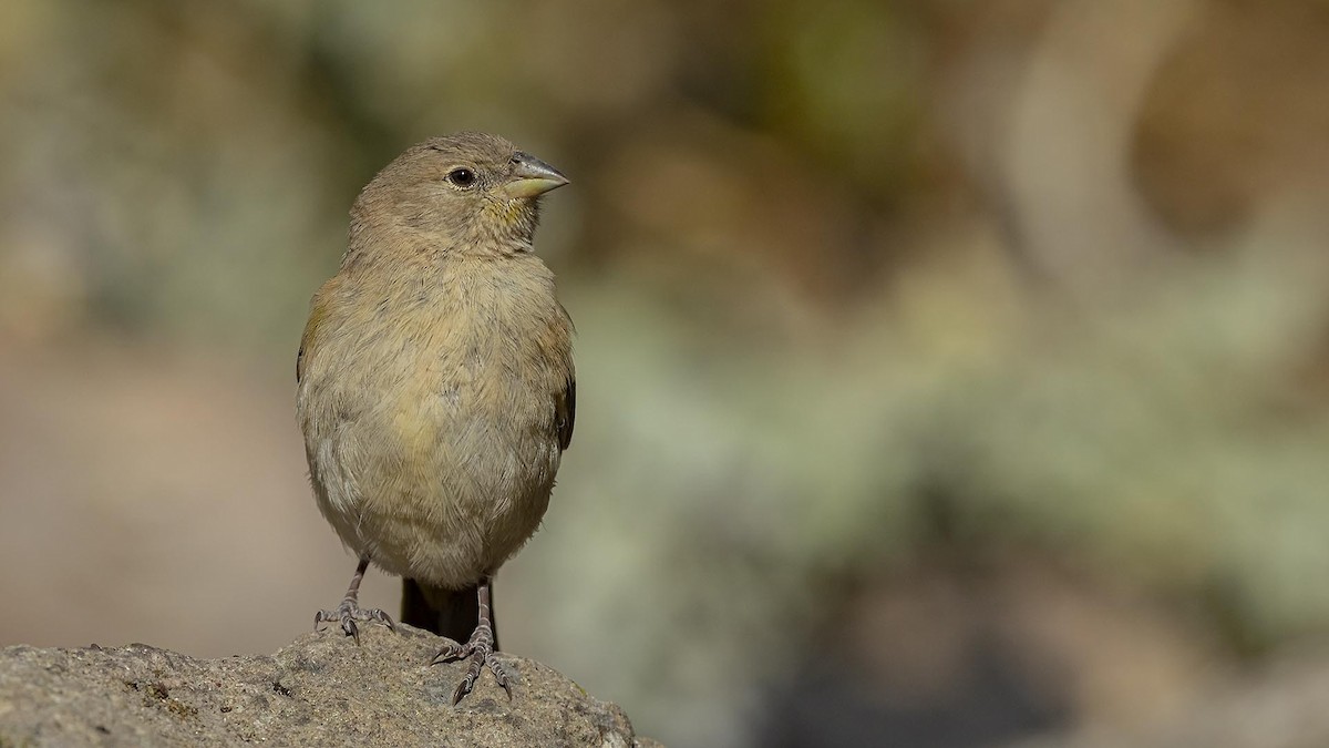 Greenish Yellow-Finch - ML637225288