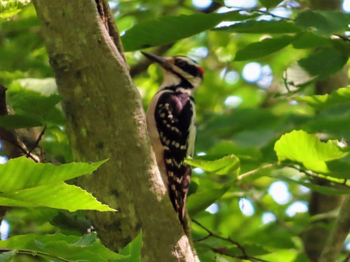 Hairy Woodpecker - ML637225321