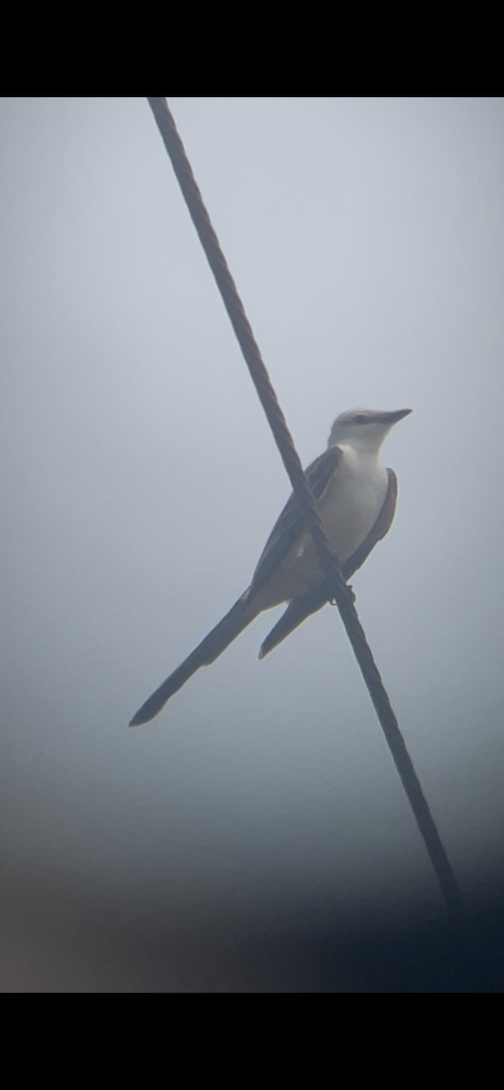 Scissor-tailed Flycatcher - ML637225384