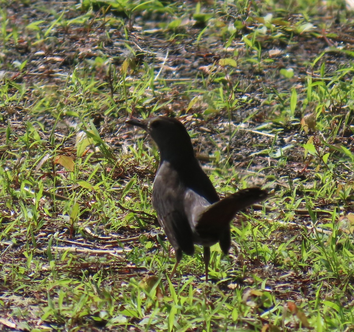 Common Grackle - ML637225433
