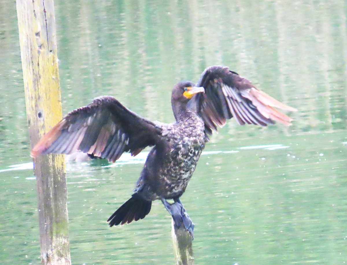 Double-crested Cormorant - ML637225510