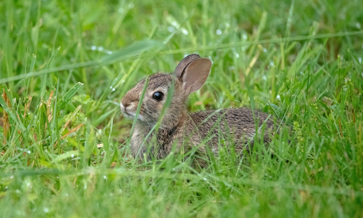 Eastern Cottontail - ML637225515