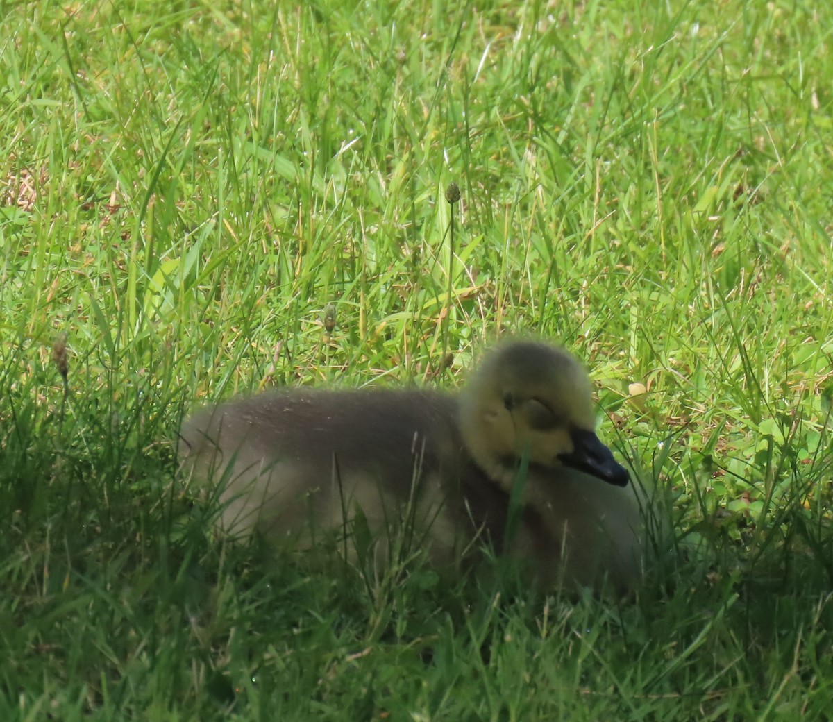 Branta kanadar handia - ML637225593