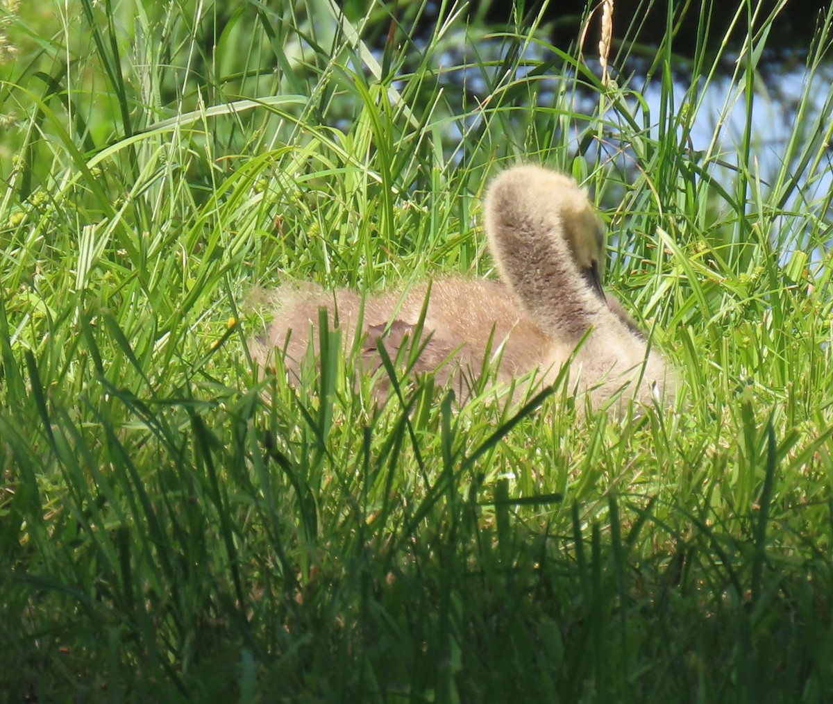 Branta kanadar handia - ML637225602