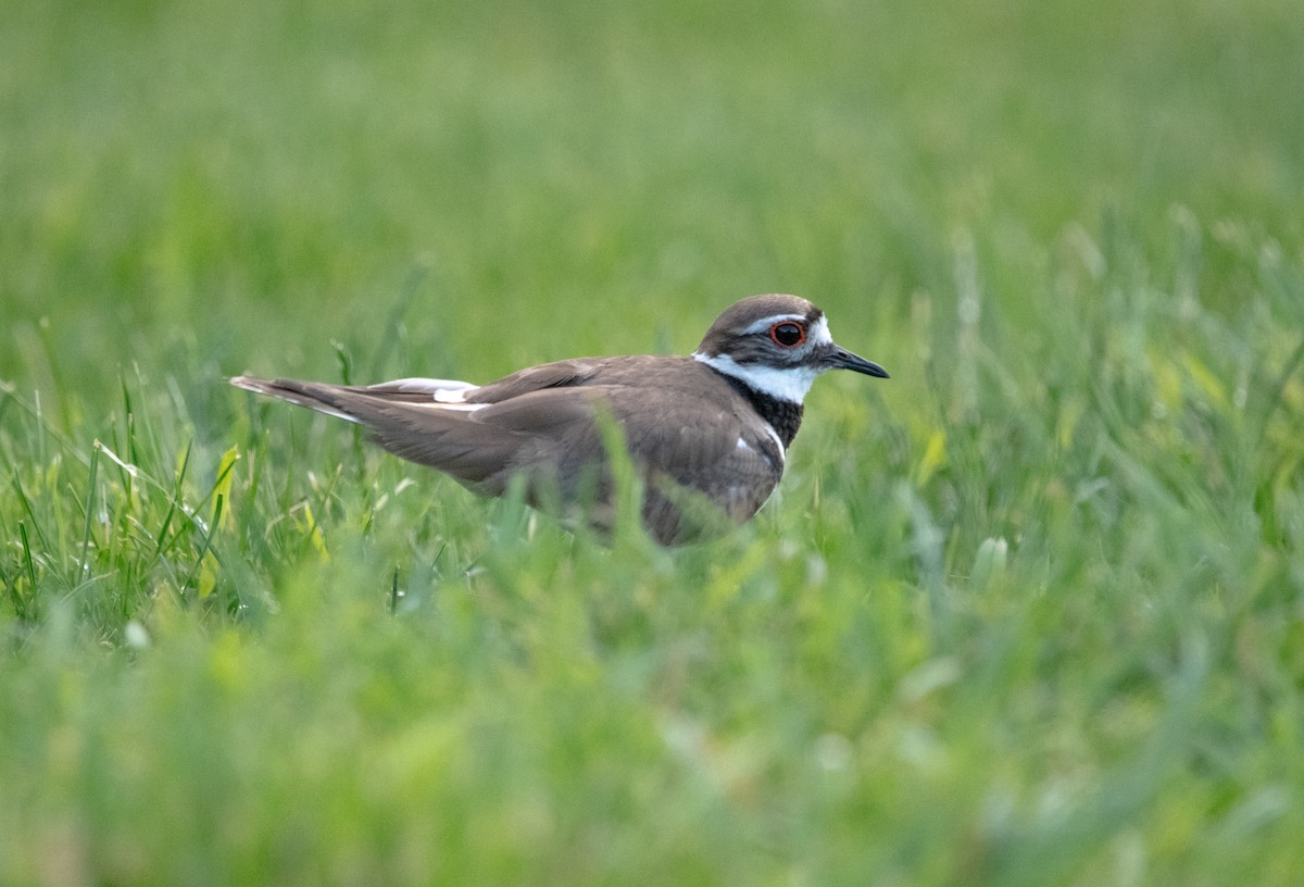 Killdeer - ML637225641