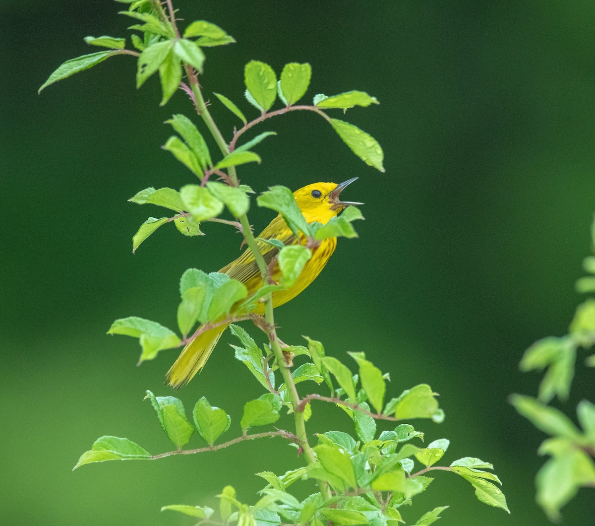 Northern Yellow Warbler - ML637225675